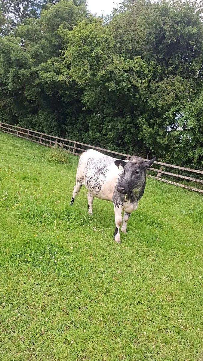 In calf Heifers - Image 1