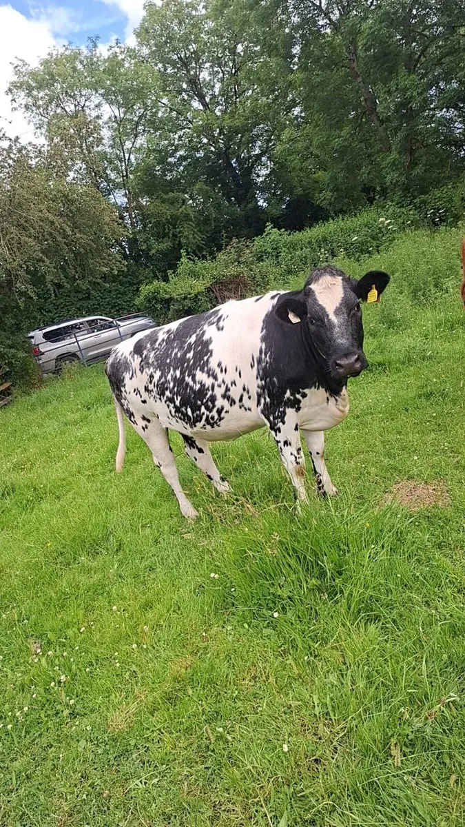 In calf Heifers - Image 2
