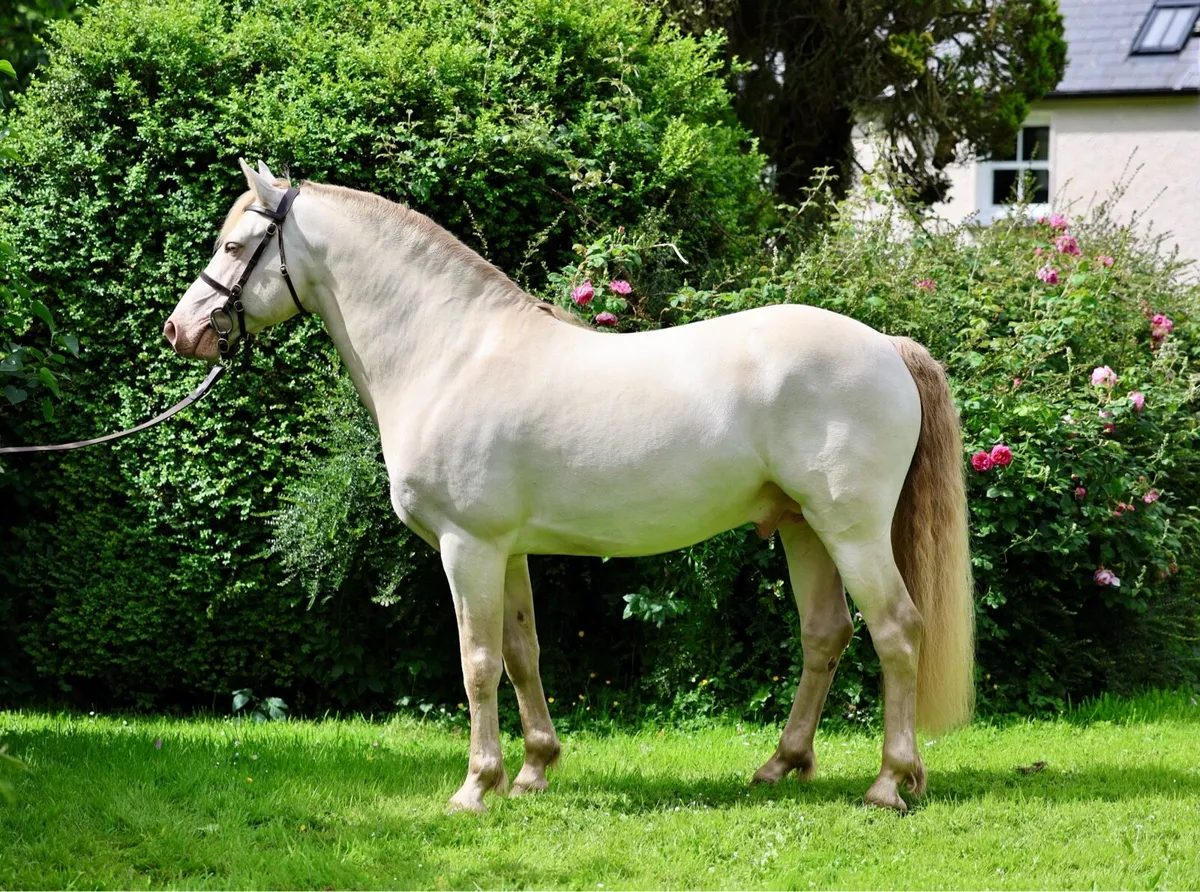 Want to breed a Buckskin or PalominoAVALON OUTKAST - Image 4