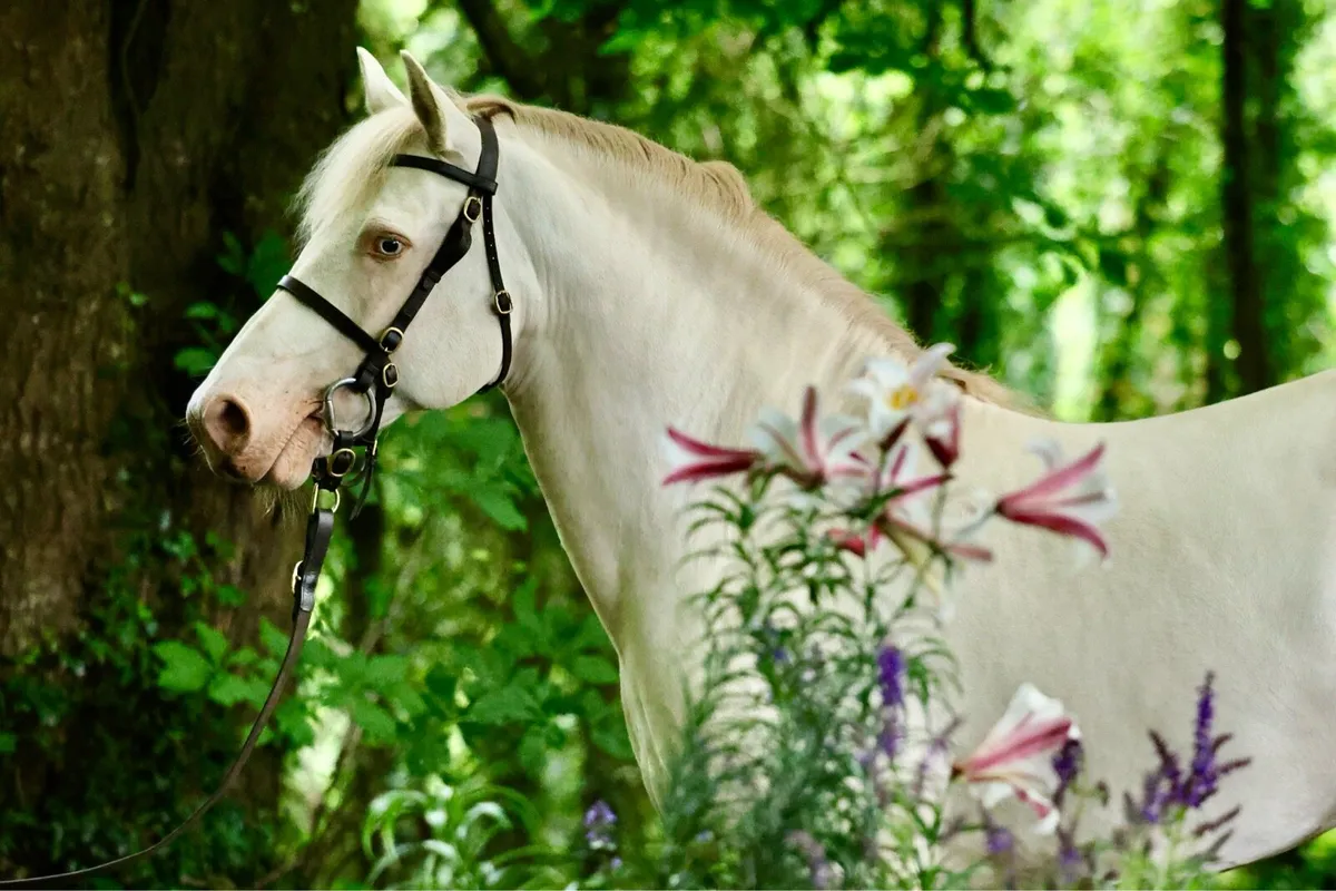 Want to breed a Buckskin or PalominoAVALON OUTKAST - Image 1