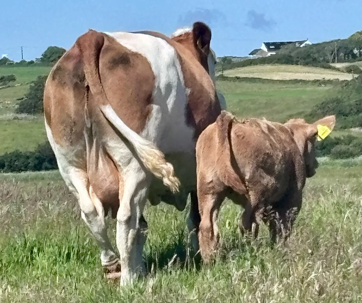 Ennis Tuesday- Charolais Heifer Suck Calf - Image 2