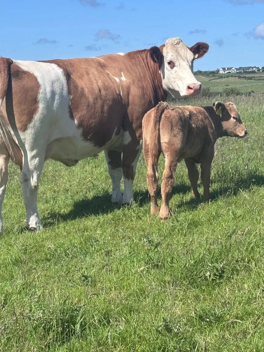 Ennis Tuesday- Charolais Heifer Suck Calf - Image 1