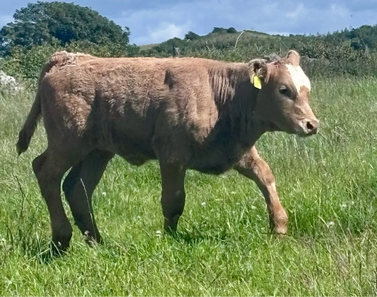 Ennis Tuesday- Charolais Heifer Suck Calf - Image 3