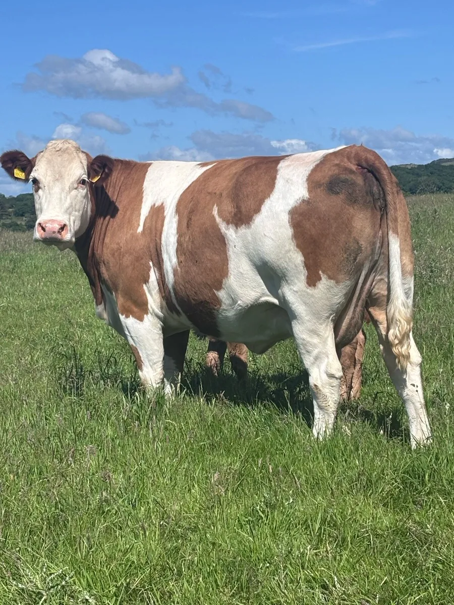 Ennis Tuesday- Charolais Heifer Suck Calf - Image 4