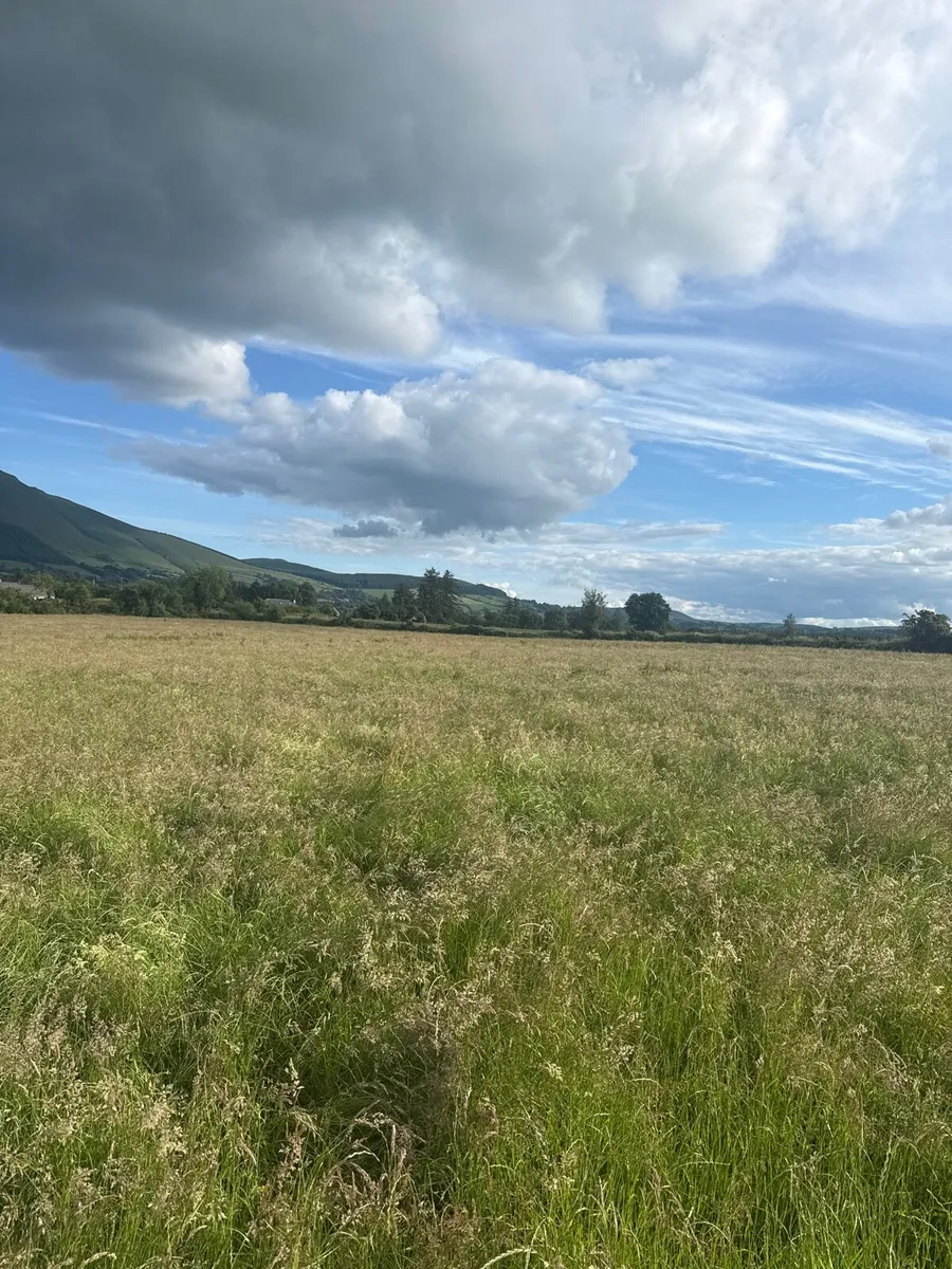 Meadow - Image 1
