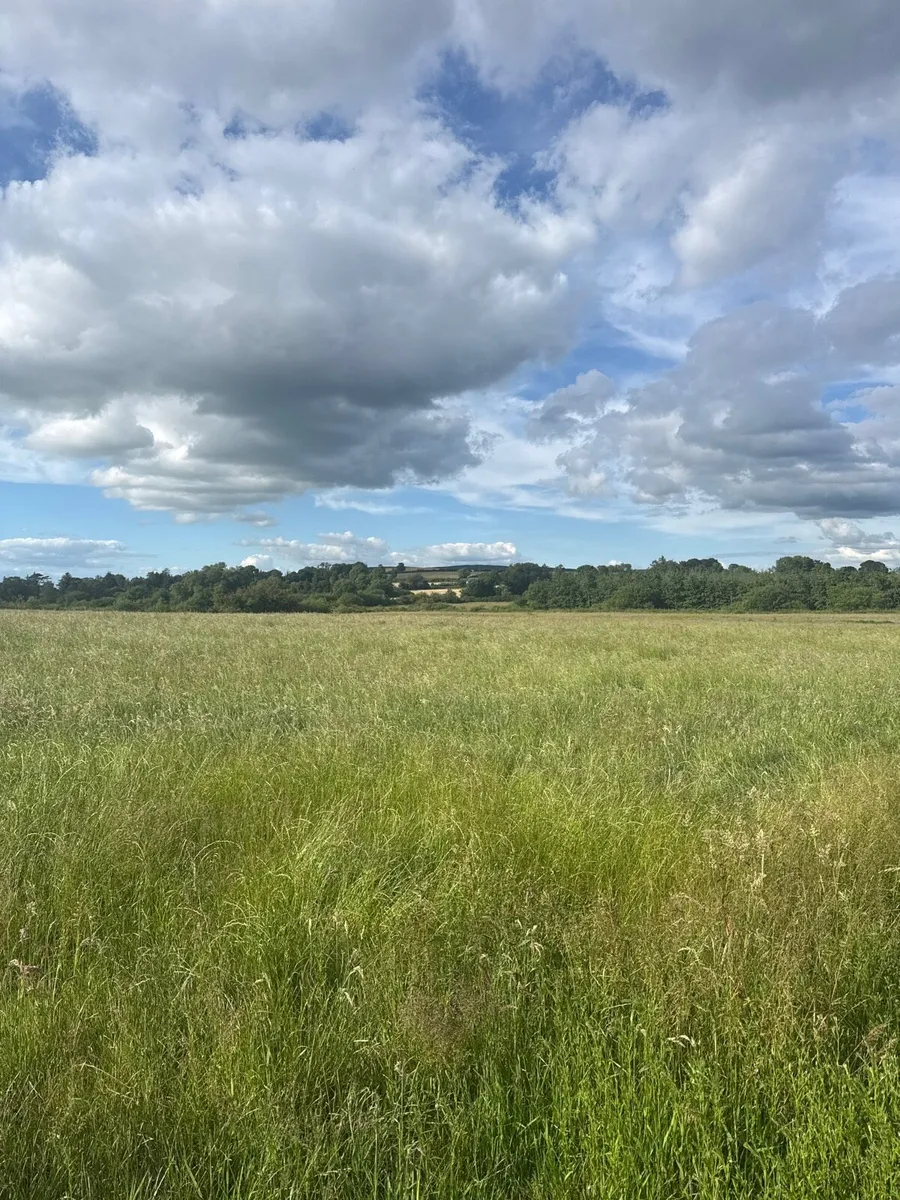 Meadow - Image 2