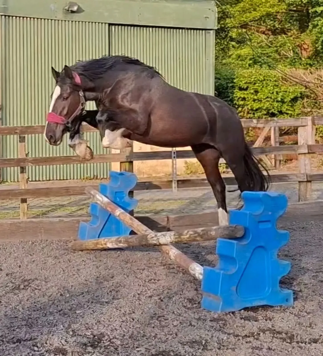 Beautiful Black Mare - Image 3