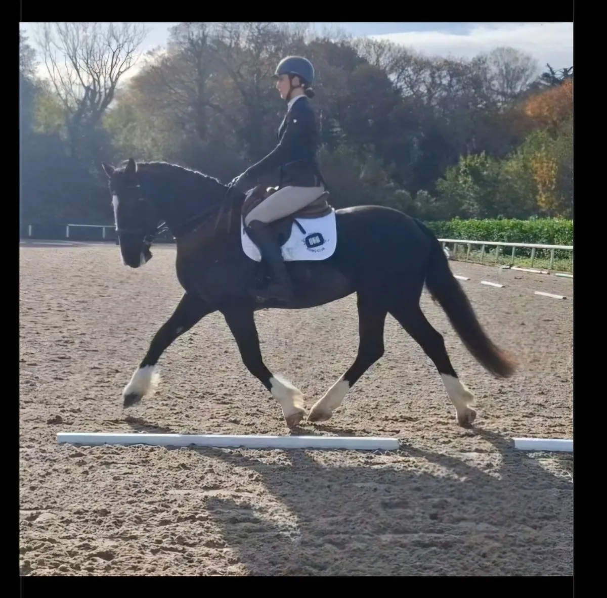 Beautiful Black Mare - Image 1
