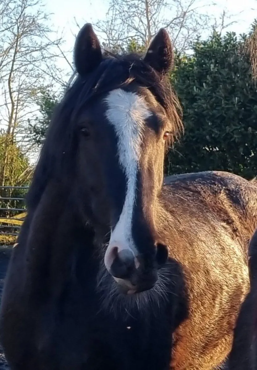 Beautiful Black Mare - Image 2