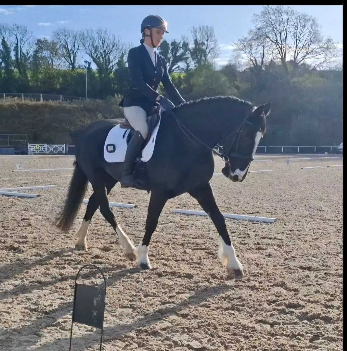 Beautiful Black Mare - Image 4