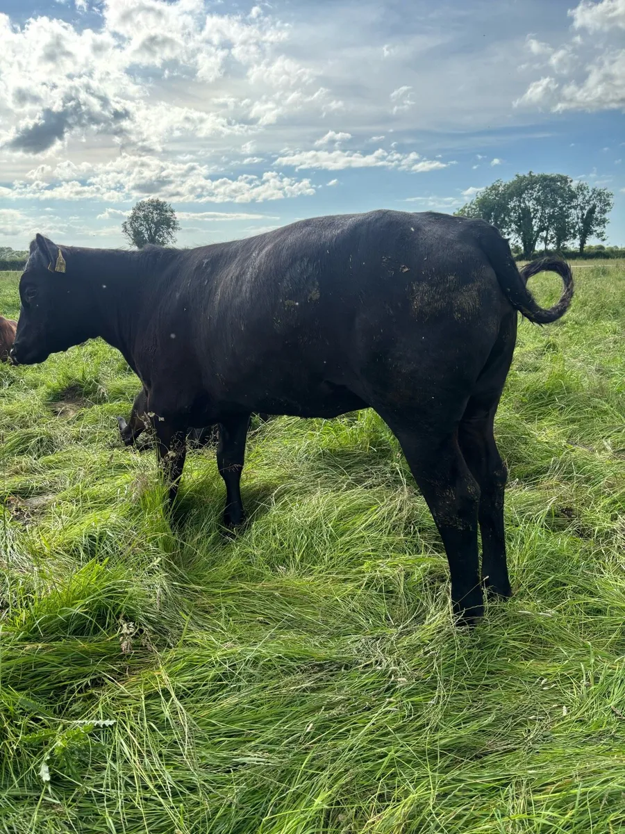 15 Angus heifers - Image 1