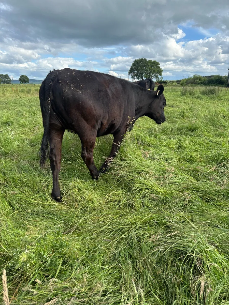 15 Angus heifers - Image 2