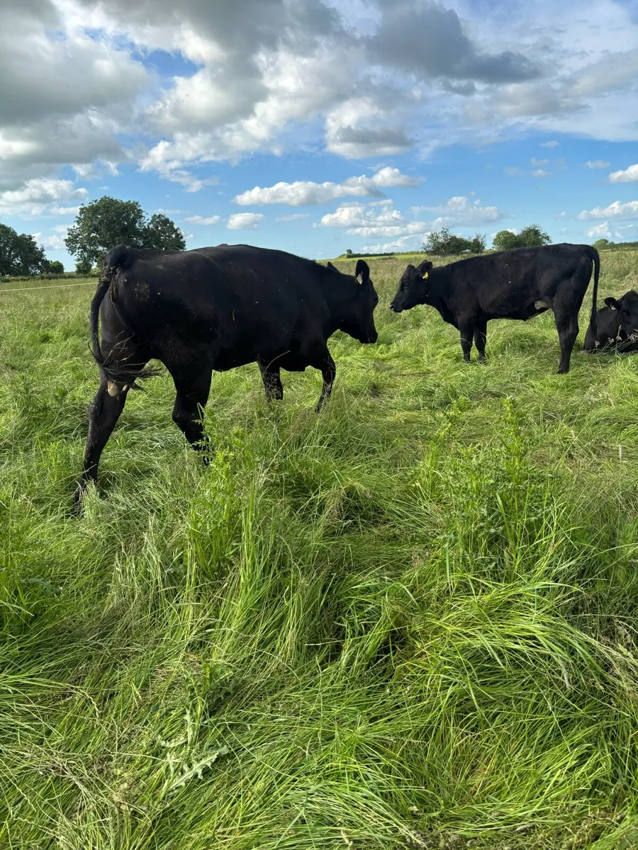 15 Angus heifers - Image 3