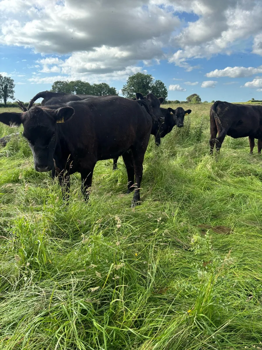 15 Angus heifers - Image 4