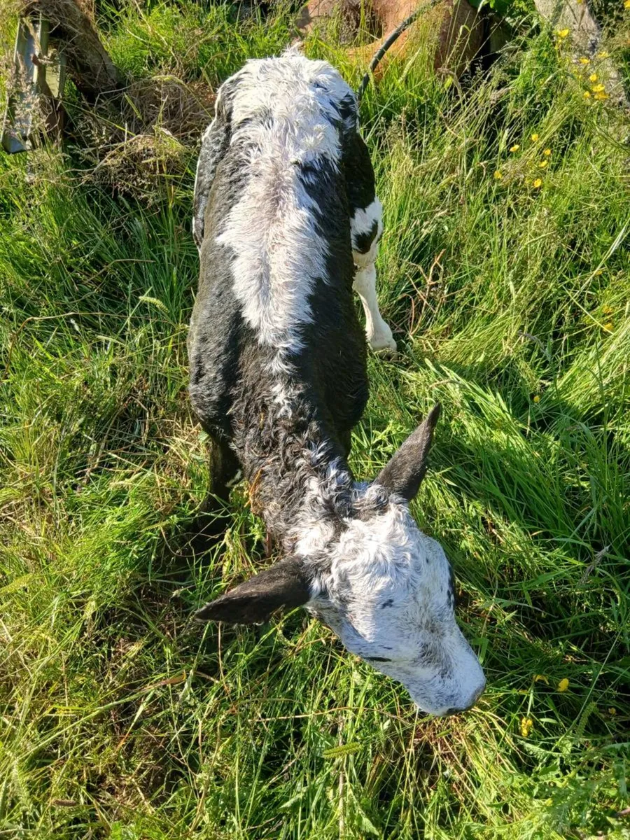 Blue Hereford X calf - Image 2