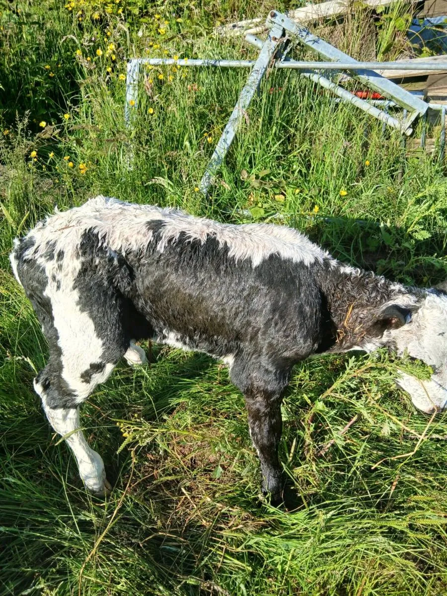 Blue Hereford X calf - Image 1