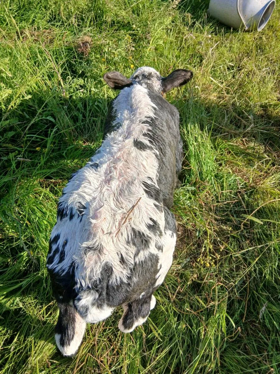 Blue Hereford X calf - Image 3