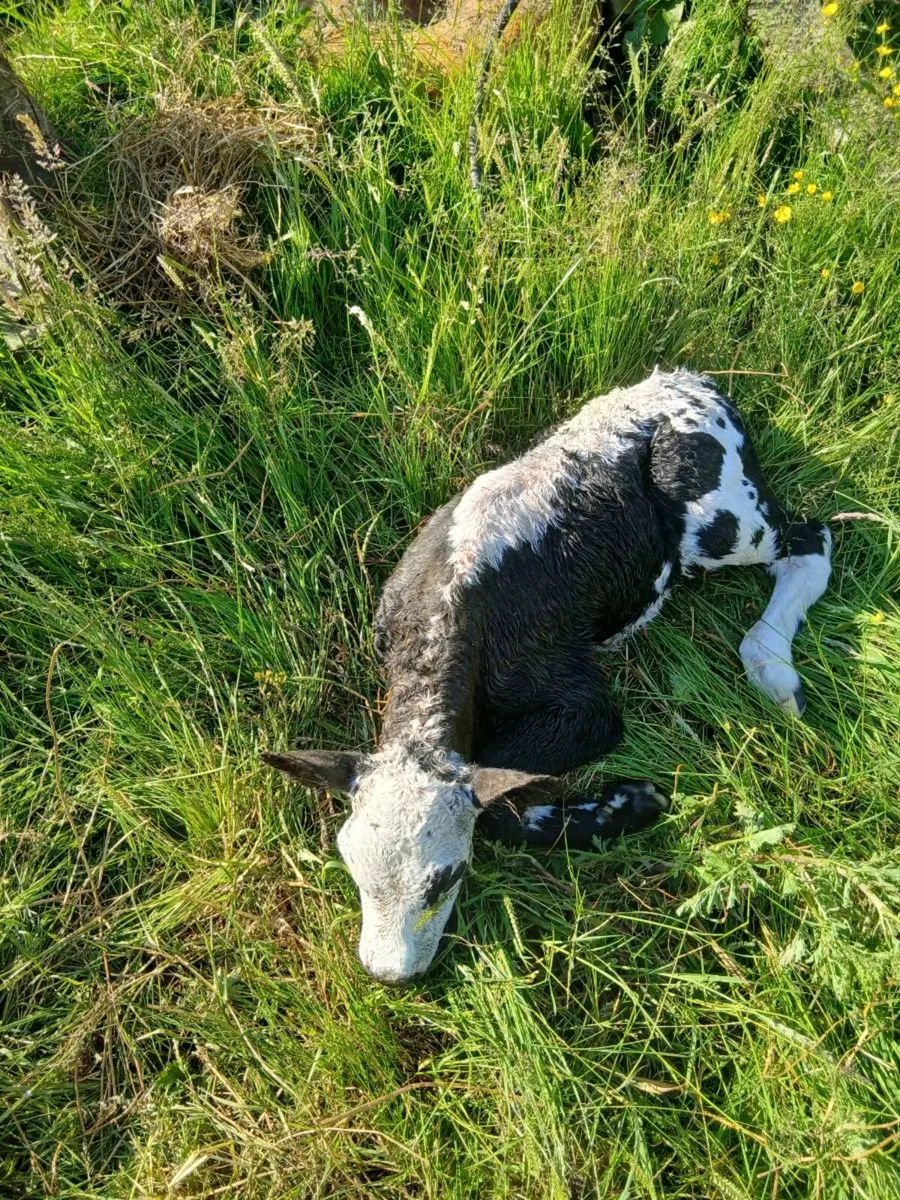 Blue Hereford X calf - Image 4