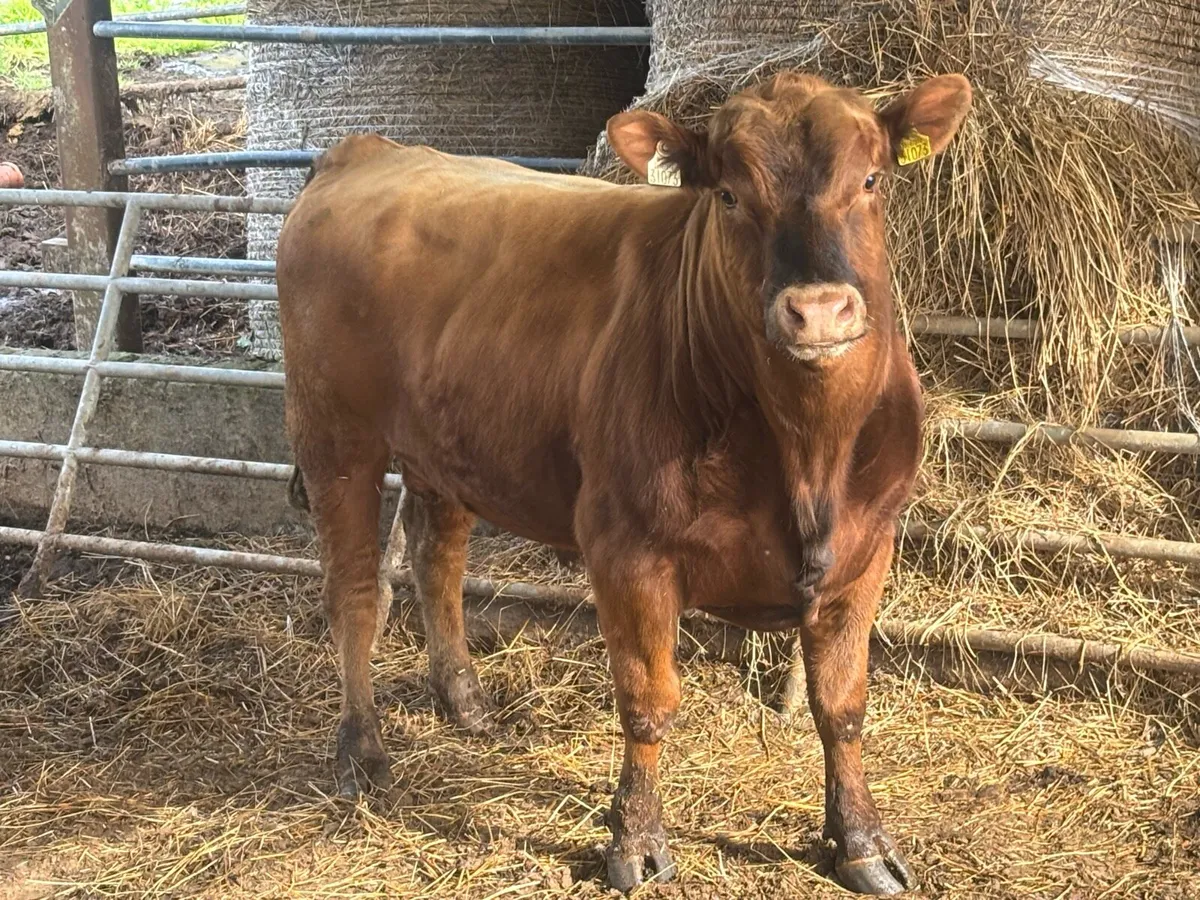 Pedigree Angus bull