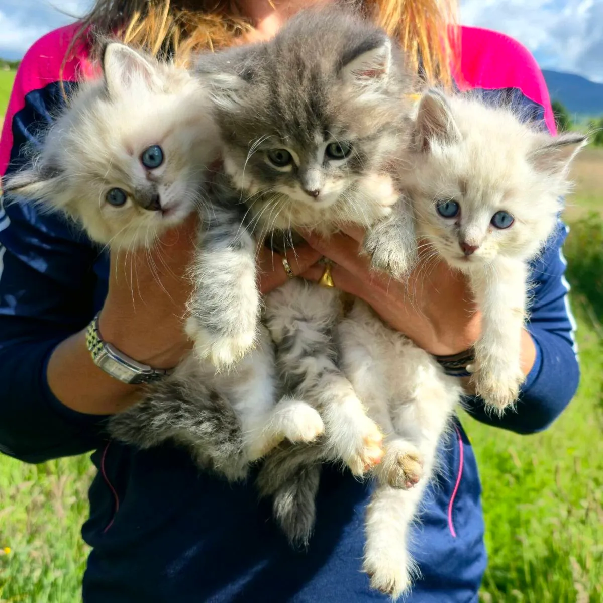 Purebred Siberian Kittens - Image 1