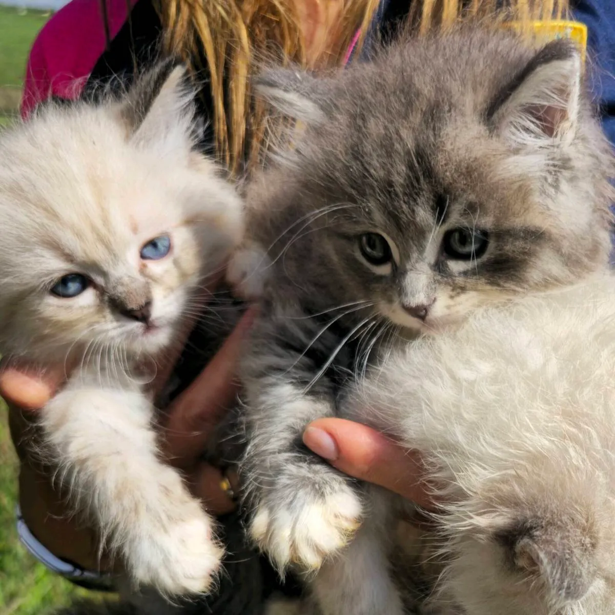 Purebred Siberian Kittens - Image 2