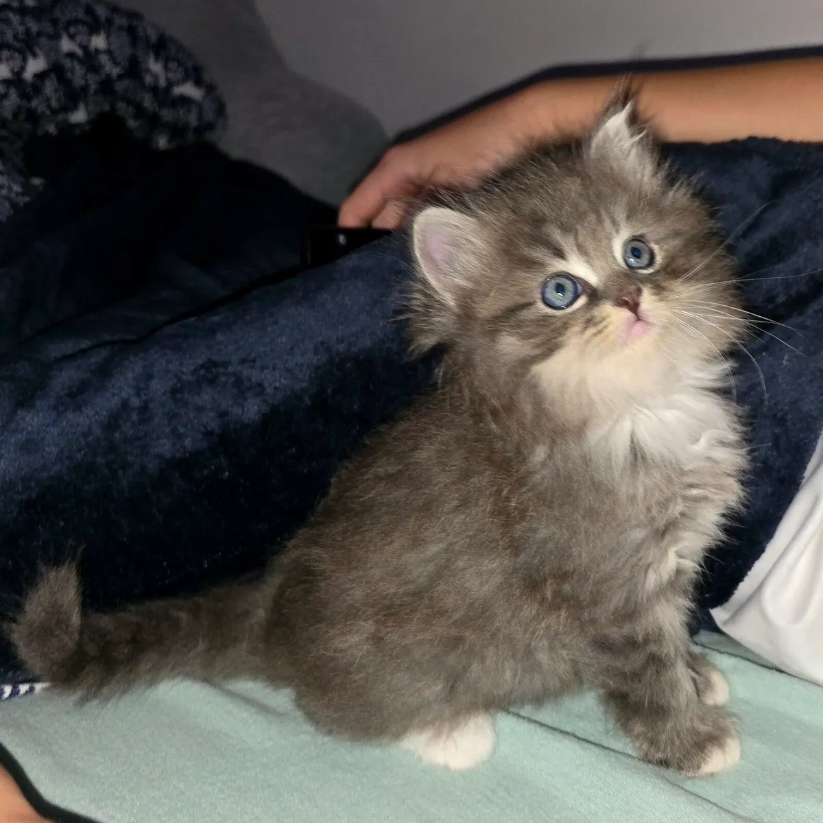 Purebred Siberian Kittens - Image 3