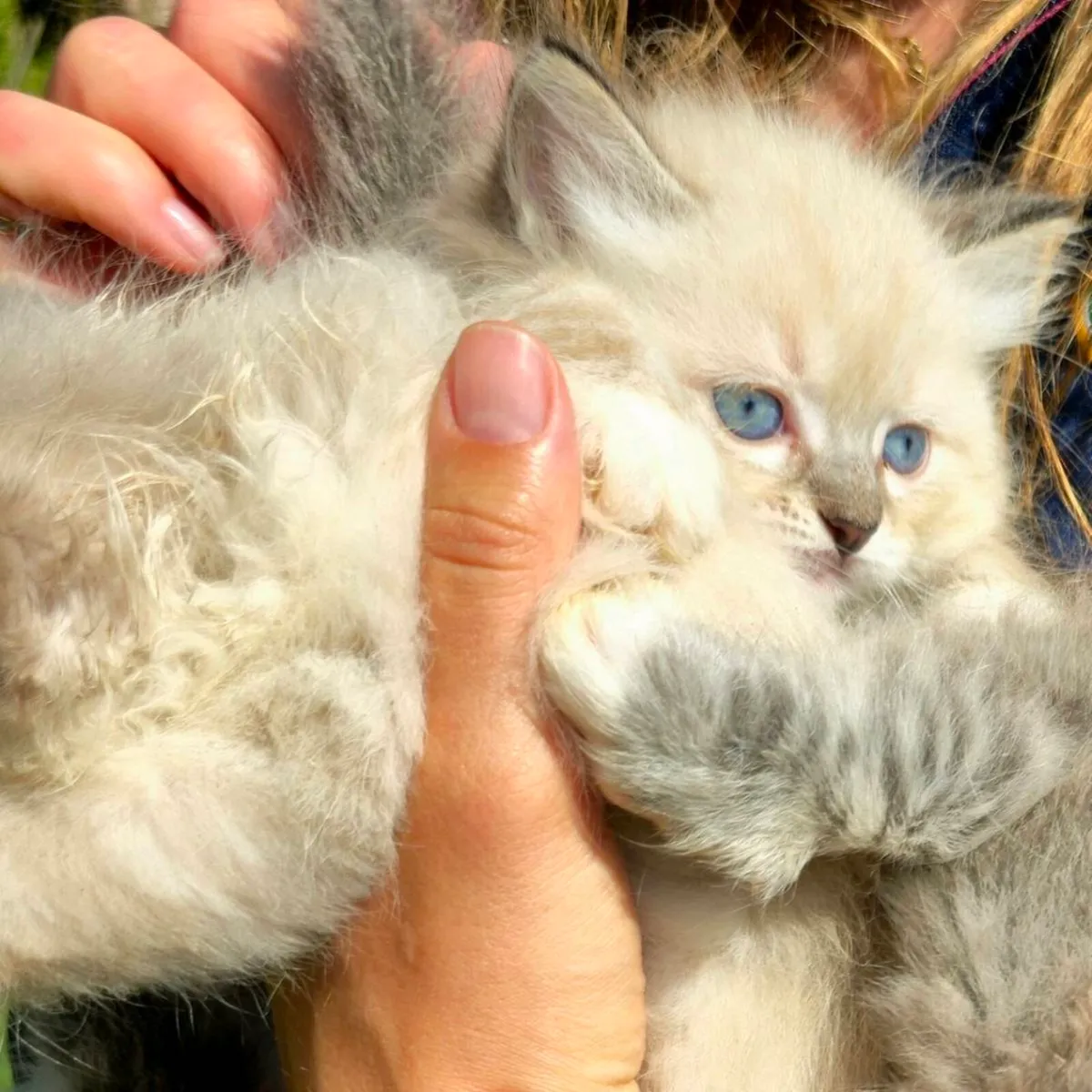 Purebred Siberian Kittens - Image 4