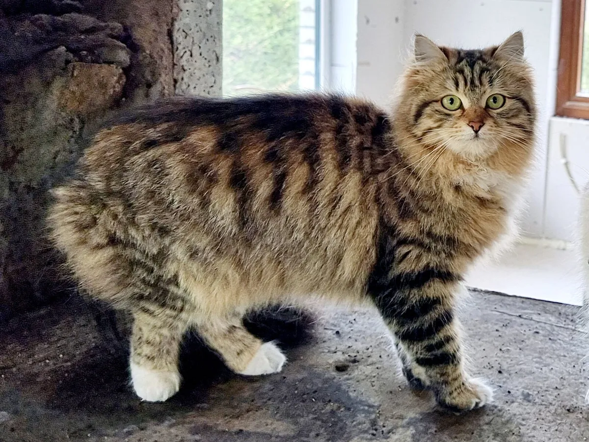 Purebred Siberian Kitten Girl - Image 2