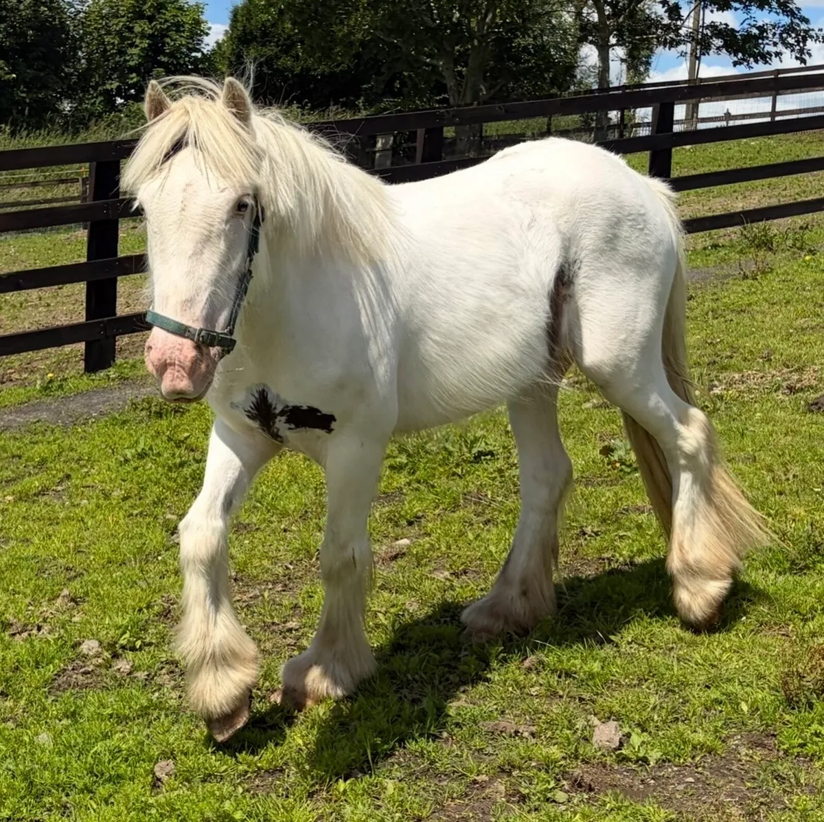 Piebald mare 4 years old 12hh - Image 2