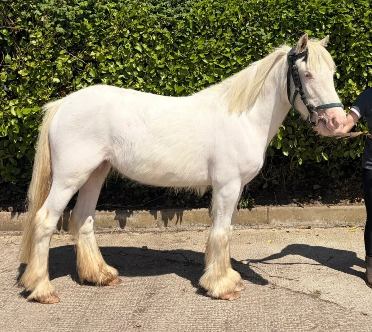 Piebald mare 4 years old 12hh - Image 3