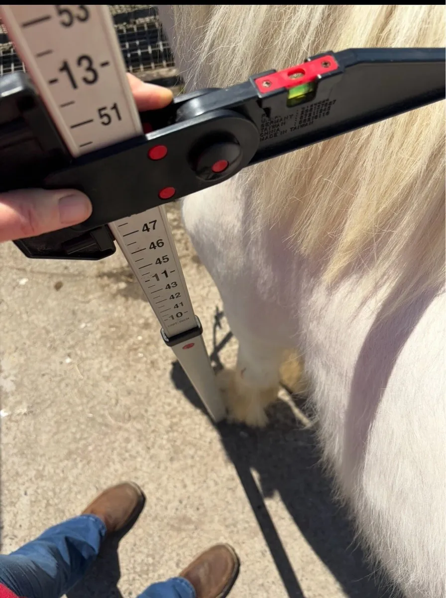 Piebald mare 4 years old 12hh - Image 4