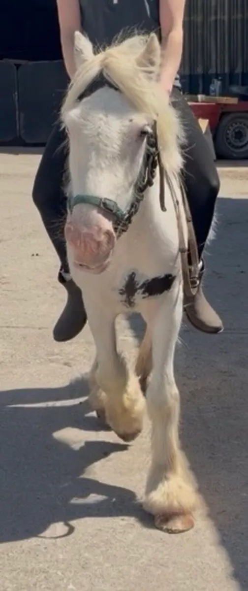 Piebald mare 4 years old 12hh - Image 1