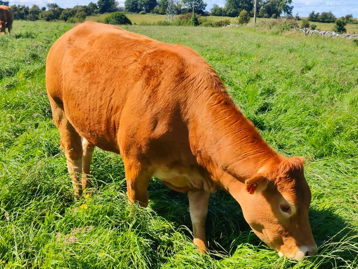 Pedigree Limousin Heifers. - Image 3