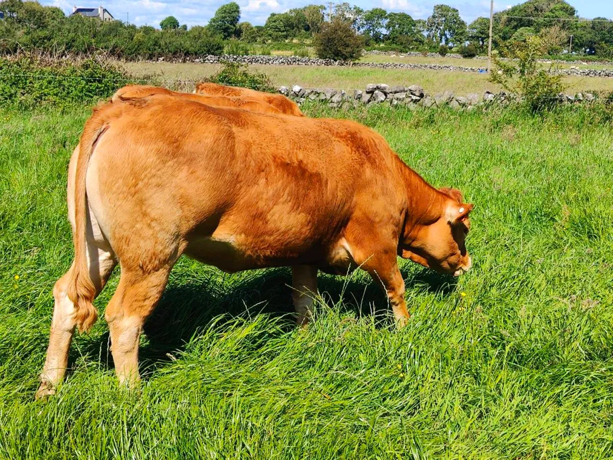 Pedigree Limousin Heifers. - Image 4