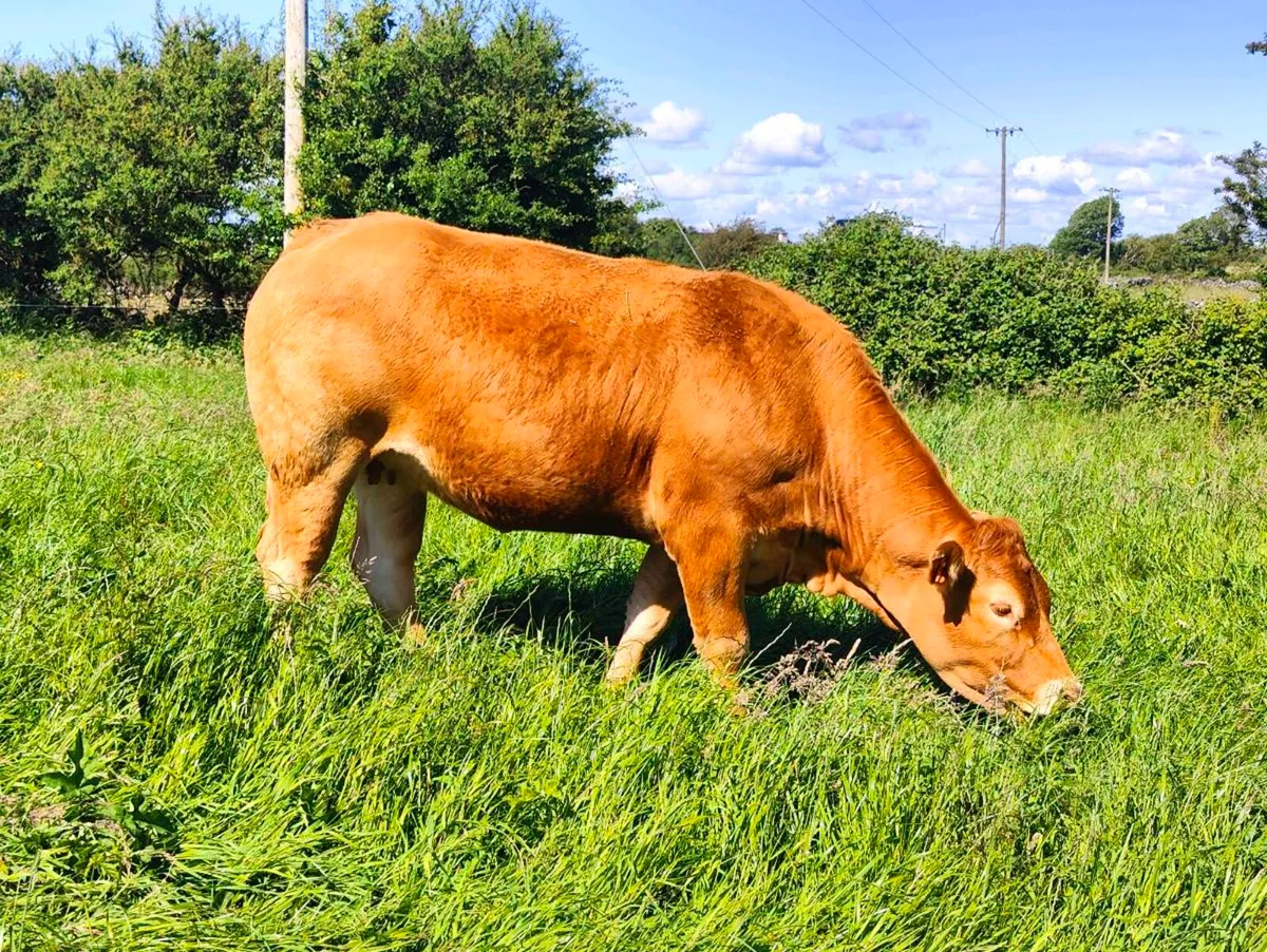 Pedigree Limousin Heifers. - Image 1