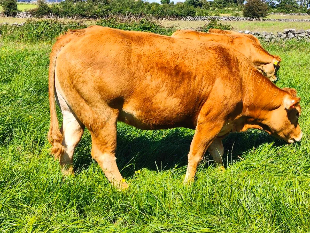 Pedigree Limousin Heifers. - Image 2