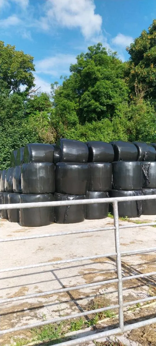 80 bales of Haylage - Image 1