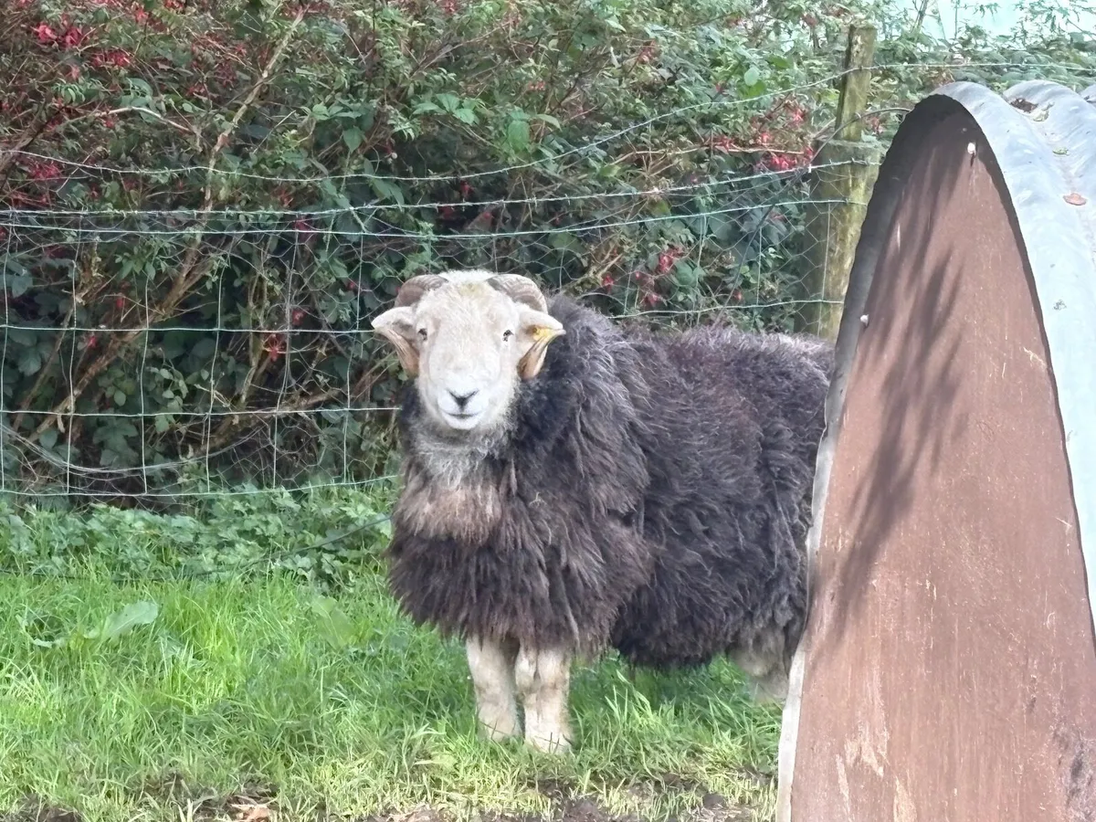 Herdwick Sheep - Image 3