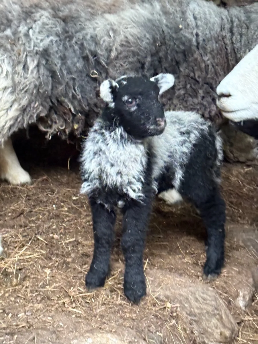 Herdwick Sheep - Image 2
