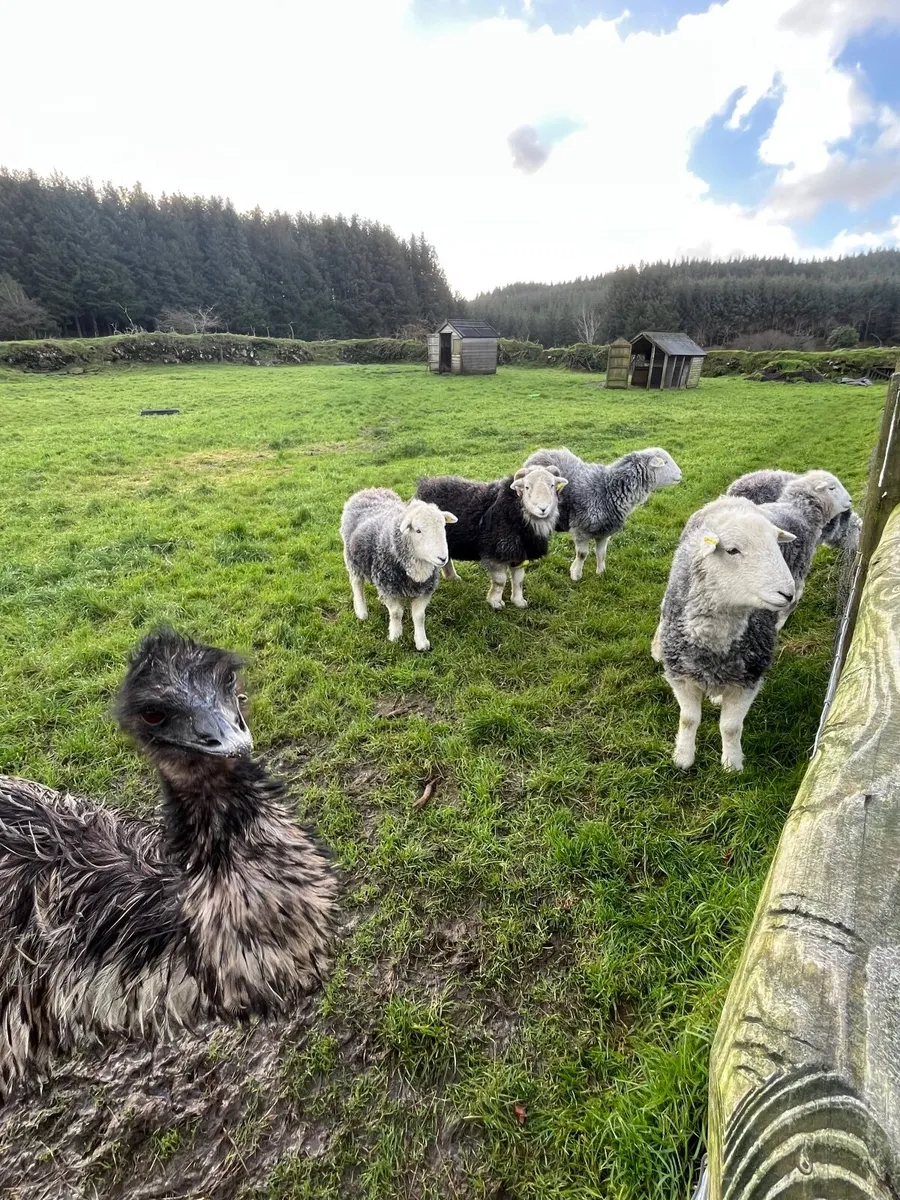 Herdwick Sheep - Image 4