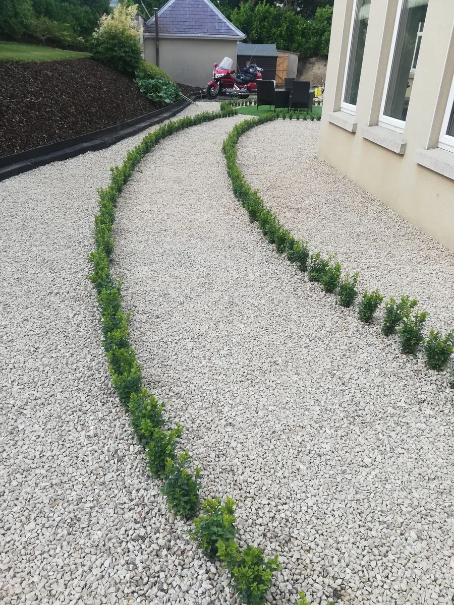 Box Hedging - Image 1