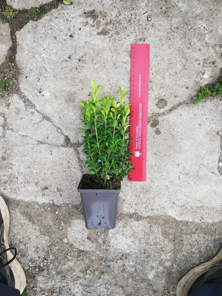 Box Hedging - Image 3