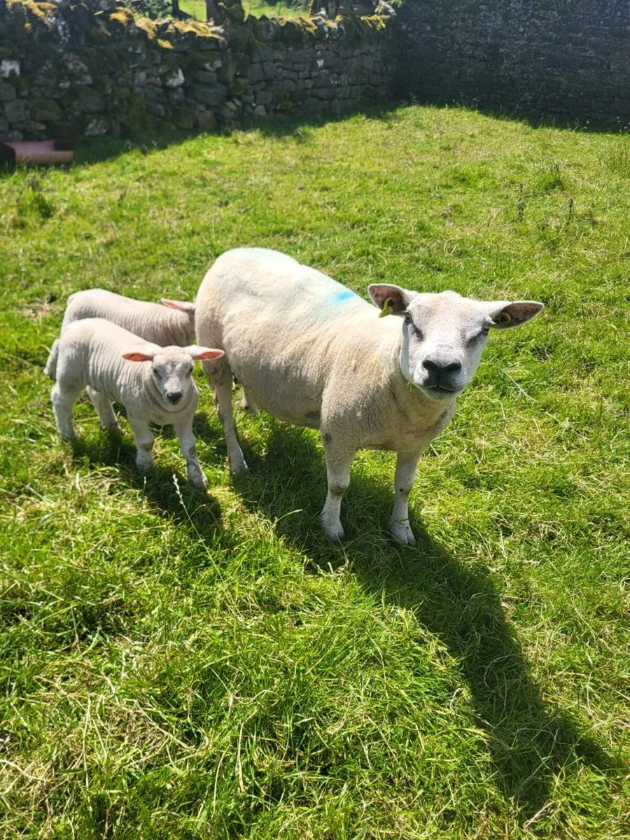Texel ewe with 2 serious lambs - Image 1