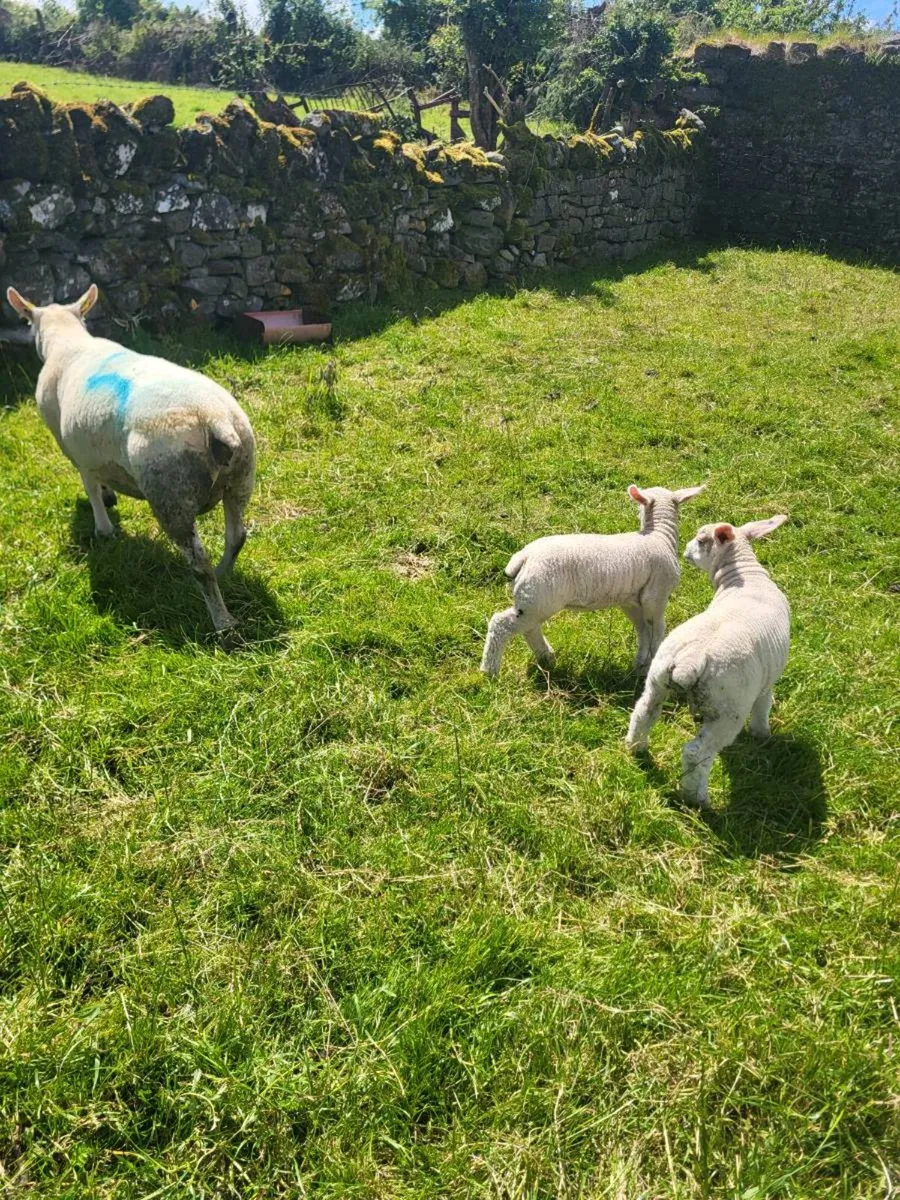 Texel ewe with 2 serious lambs - Image 2