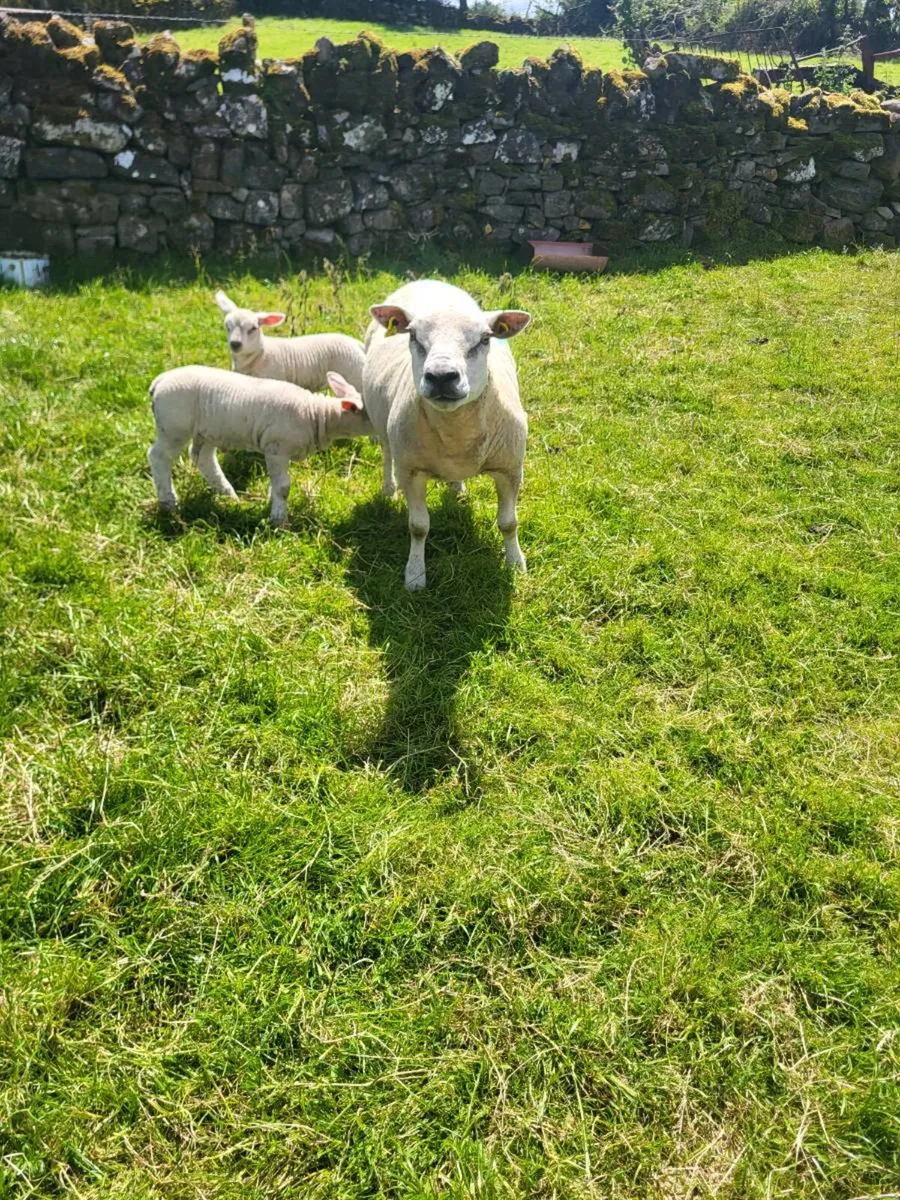 Texel ewe with 2 serious lambs - Image 3