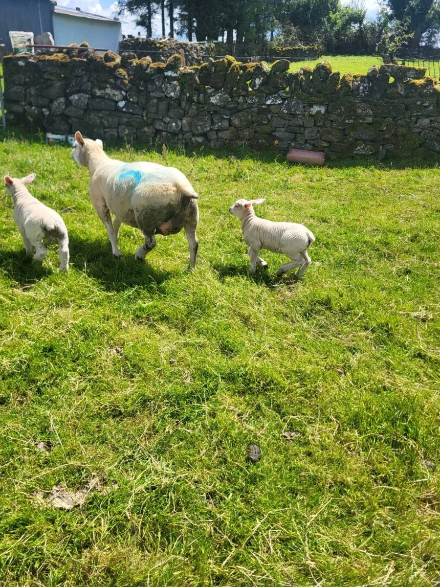 Texel ewe with 2 serious lambs - Image 4