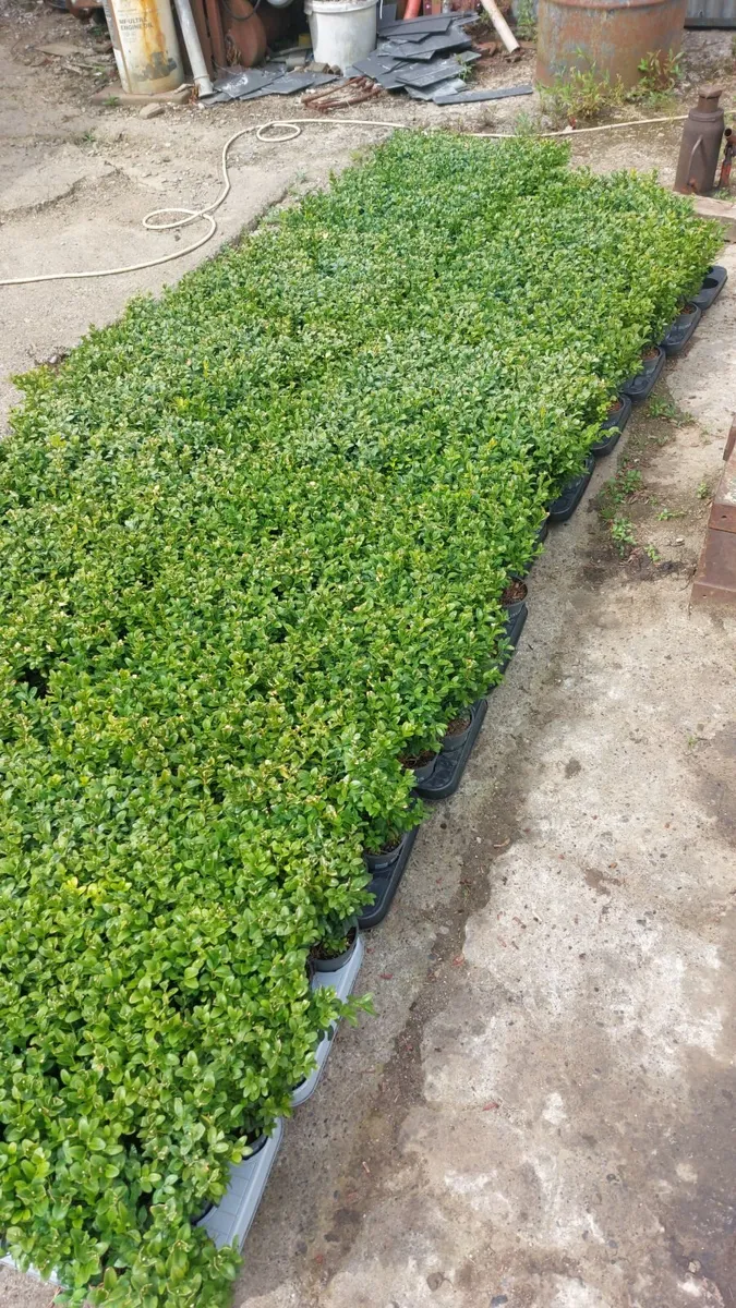 Box Hedging - Image 1