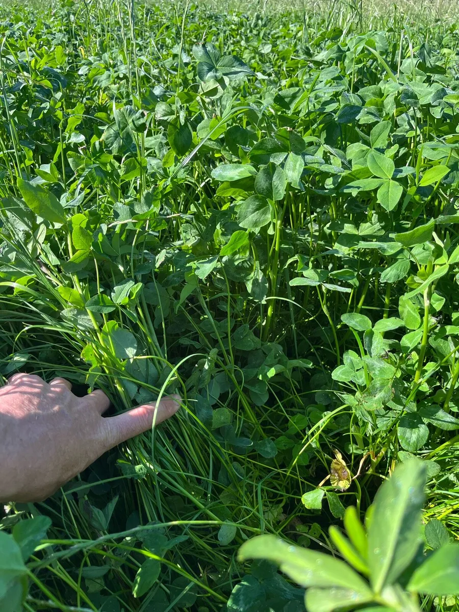 Red clover silage, cut back on your meal bill! - Image 1