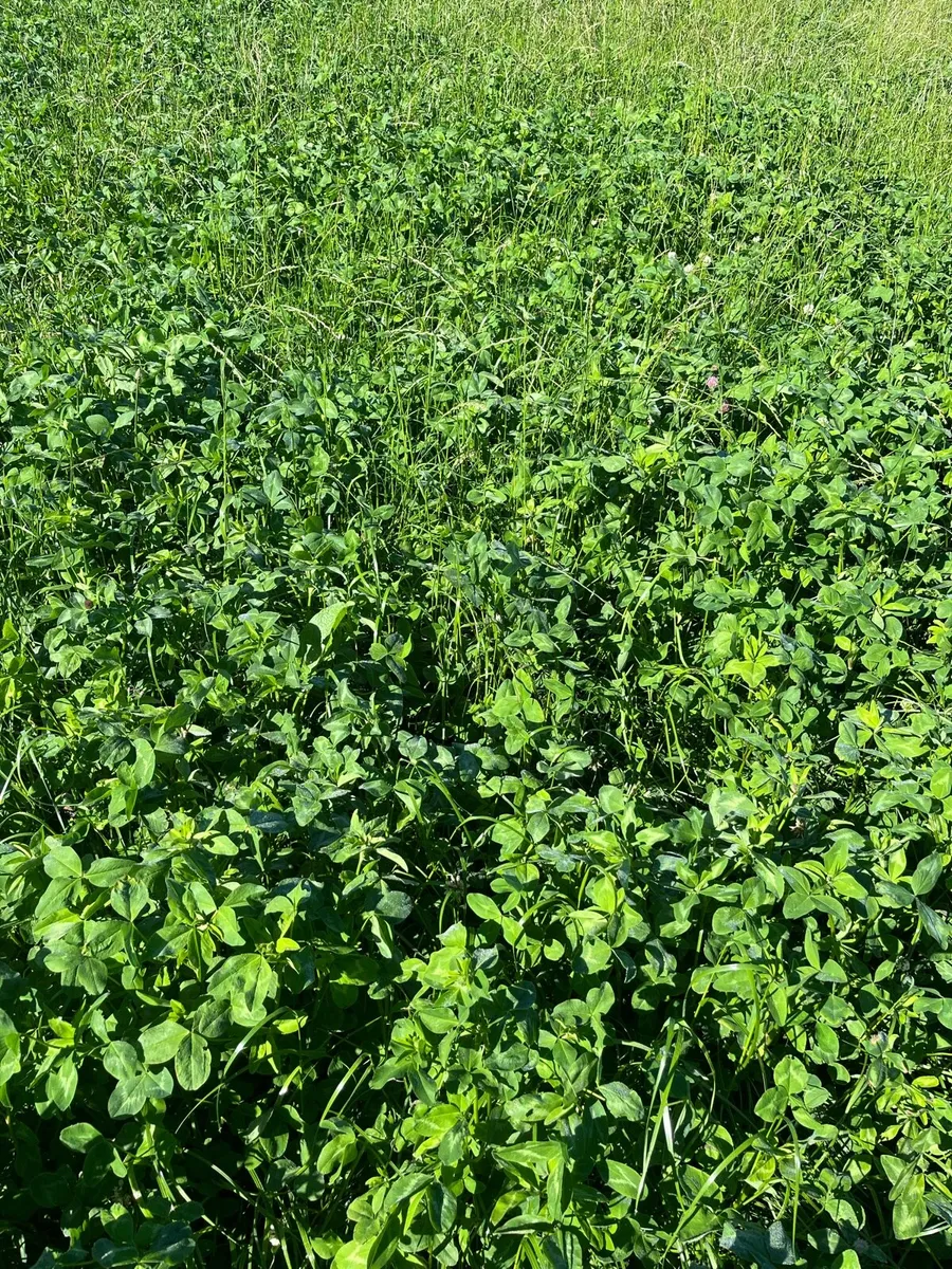 Red clover silage, cut back on your meal bill! - Image 2