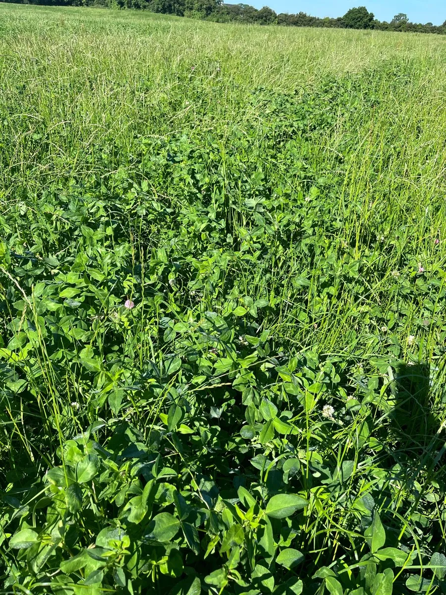 Red clover silage, cut back on your meal bill! - Image 3